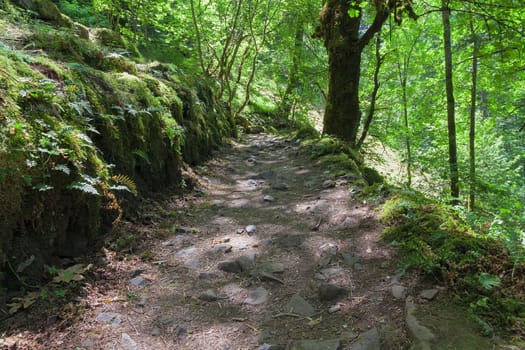 Hiking Trail from John B Yeon Trailhead to Elowah Falls in Columbia River Gorge Oregon