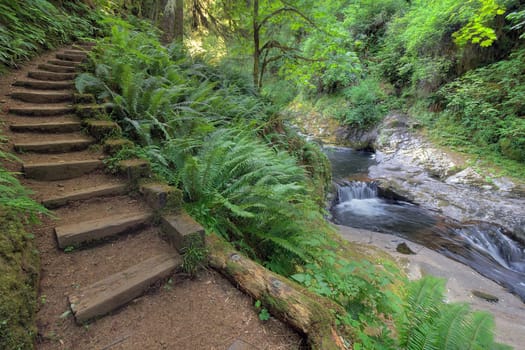 Wood Stair Steps in Sweet Creek Falls Trail Complex with Lush Greenery in Mapleton Oregon during Spring Season