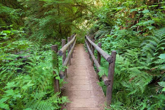 Wood Bridge in Sweet Creek Falls Trail Complex with Lush Greenery in Mapleton Oregon during Spring Season