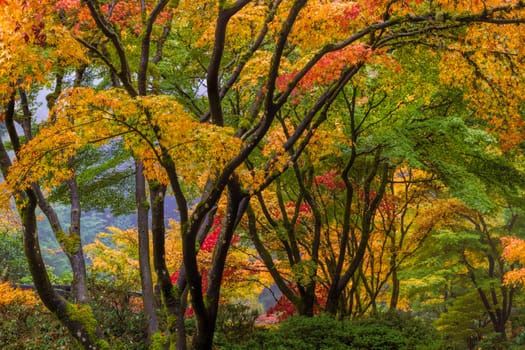 Japanese Maple Tree Canopy at Portland Japanese Garden in Autumn