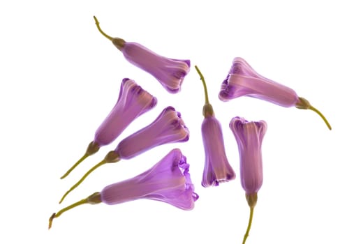 Purple flowers isolated on a white background