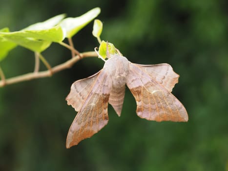Poplar Swarmer - Moth