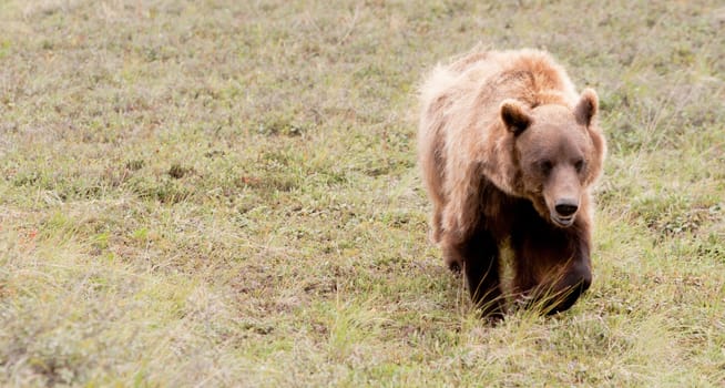 A brown bear searches for food in his native habitat.