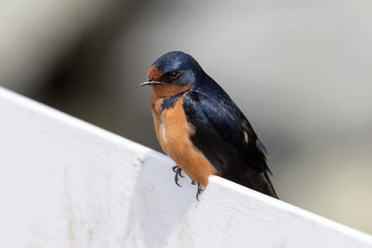 Swallow Bird Portrait Closeup