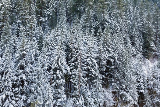 Snow Covered Evergreen Fir Trees at the Columbia River Gorge in Oregon during Winter Season