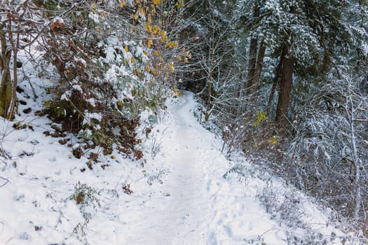 Snow Covered Forest Hiking Trail at Columbia River Gorge in Winter Season