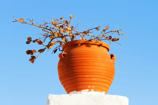 Pot with plant, typical greek decoration, Oia, Santorini