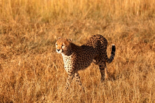 Male cheetah walking in grass and looking for its pray in Masai Mara, Kenya