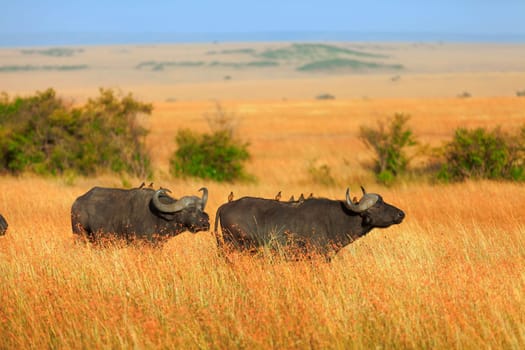 Buffalos in Masai Mara in Kenya during the dry season