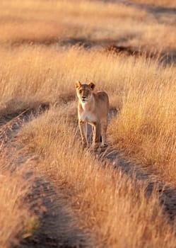 Female lion looking around in the grass in Masai Mara, Kenya