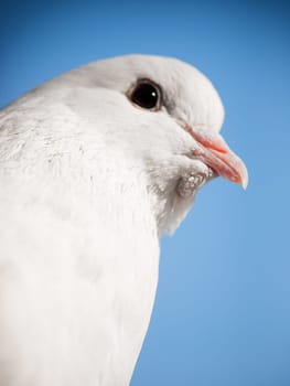 White dove close up