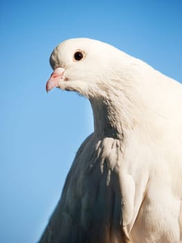 White dove close up