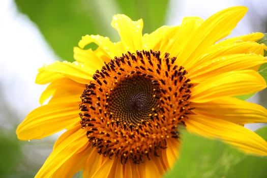 Sunflower