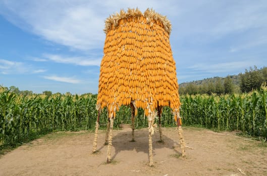 Ripe corn hung to dry in corn field