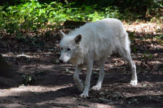 Polarwolf