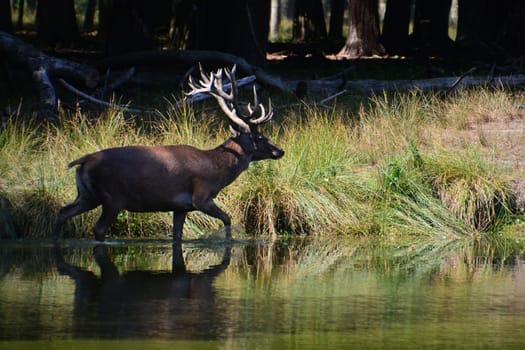 Red deer
