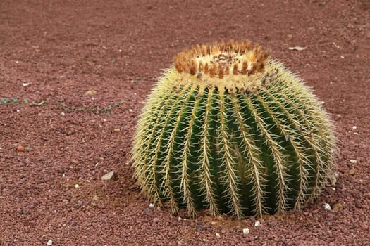 Cactus (mother-in-law chair)