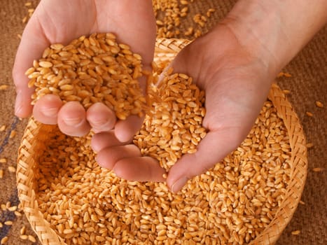 Grain in woman's hands