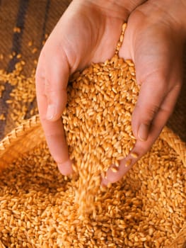 Grain in woman's hands