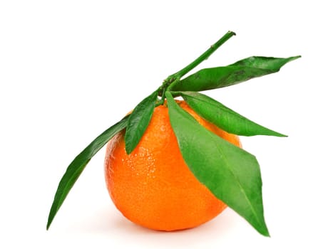 Tangerine