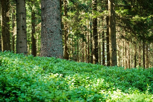 Forest,landscape with conifer and forest floor