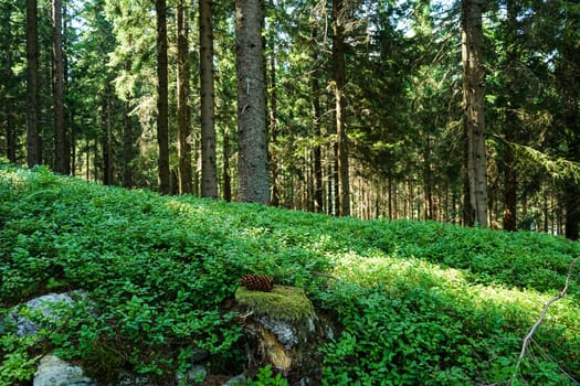 Forest,landscape with conifer and forest floor