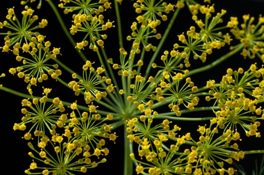 Dill  Anethum graveolens  Dilldolde  Heilpflanze