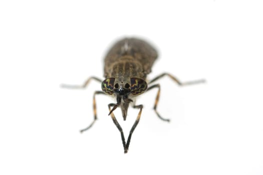 Bremse  Bremsen  Fliege  Tabanus Bovinus  Insekt