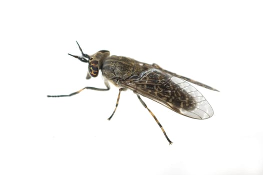 Bremse  Bremsen  Fliege  Tabanus Bovinus  Insekt