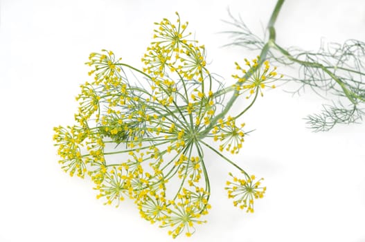 Dill  Anethum graveolens  Dilldolde  Heilpflanze