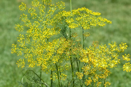 Dill  Anethum graveolens  Dilldolde  Heilpflanze