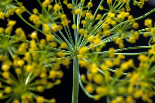 Dill  Anethum graveolens  Dilldolde  Heilpflanze