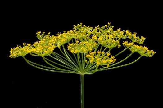 Dill  Anethum graveolens  Dilldolde  Heilpflanze