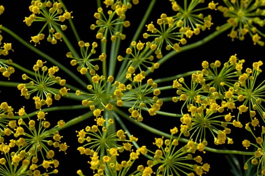 Dill  Anethum graveolens  Dilldolde  Heilpflanze