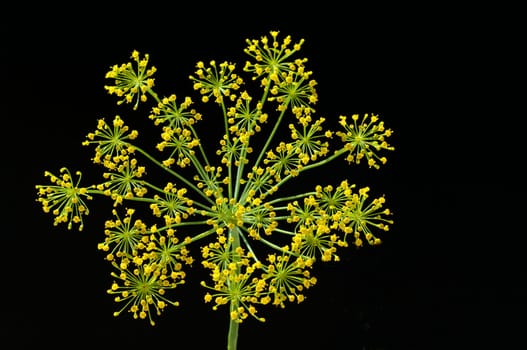 Dill  Anethum graveolens  Dilldolde  Heilpflanze