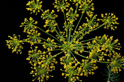 Dill  Anethum graveolens  Dilldolde  Heilpflanze