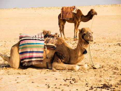 Camel in the desert