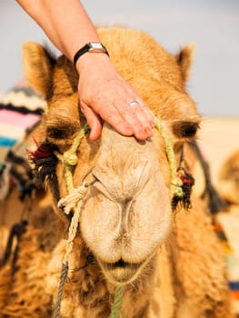 Camel in the desert touched by human hand
