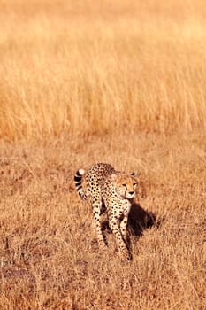 Male cheetah walking in grass and looking for its pray in Masai Mara, Kenya
