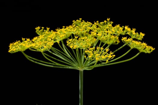 Dill  Anethum graveolens  Dilldolde  Heilpflanze