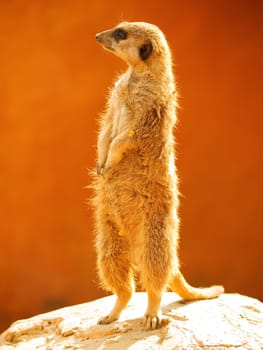Meerkat looking around. Orange natural background, shot in Africa.