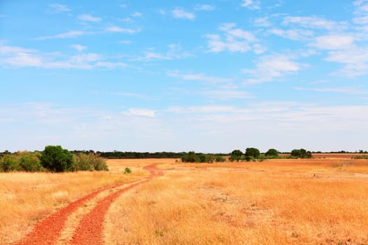 Masai Mara landscape during the dry season, Kenya