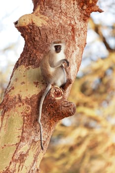 Black face monkey (vervet monkey) on a tree in Kenya