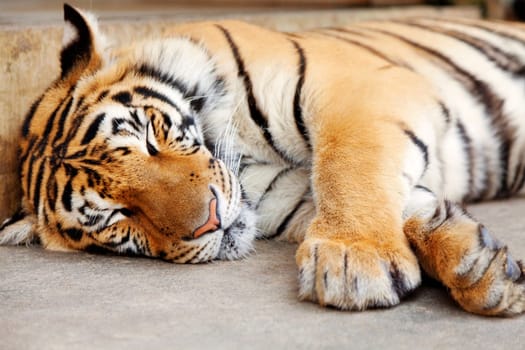 Sleeping tiger close up - shot in Chiang Mai, Thailand