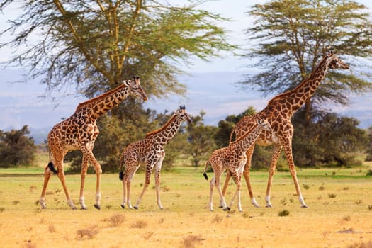 Two giraffe families - 2 mothers, 14 days old baby and 21 days old baby