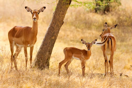 Female Impalas eating grass, Nakuru Lake, Kenya