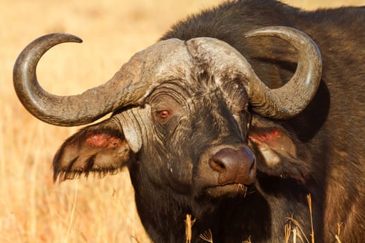 Buffalo in Nakuru Park in Kenya during the dry season