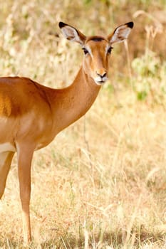 Female Impala eating grass, Nakuru Lake, Kenya