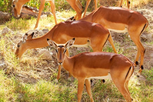 Female Impalas eating grass, Nakuru Lake, Kenya