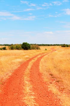 Masai Mara landscape during the dry season, Kenya